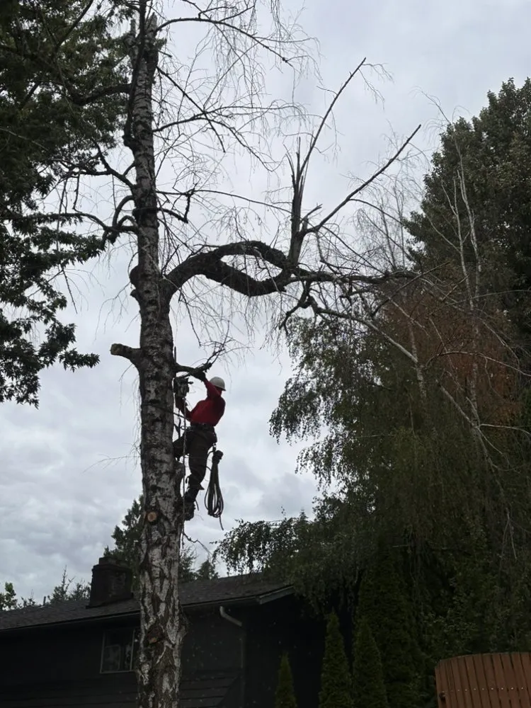 Reliable yard cleanup service for residential properties across Vancouver, WA - On Point Tree Service & Landscaping