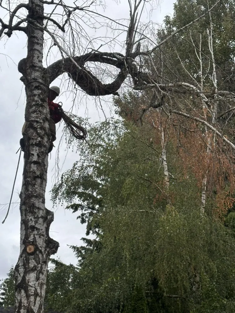 Trusted yard cleanup service for outdoor upgrades in Vancouver, WA by On Point Tree Service & Landscaping