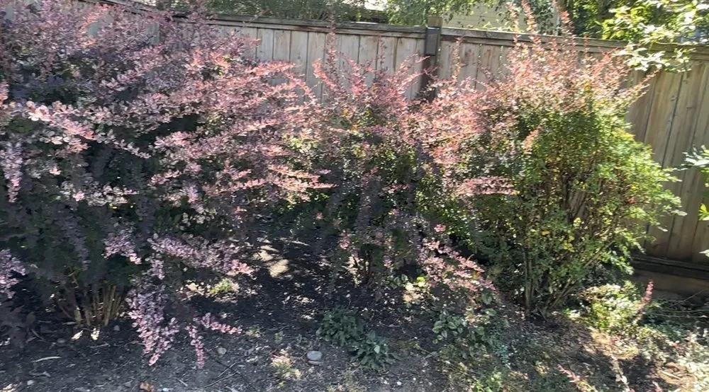 Trusted yard maintenance in Vancouver, WA by On Point Tree Service & Landscaping