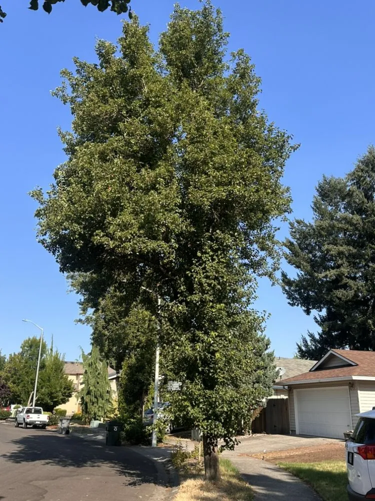 Trusted lawn care service in Vancouver, WA by On Point Tree Service & Landscaping