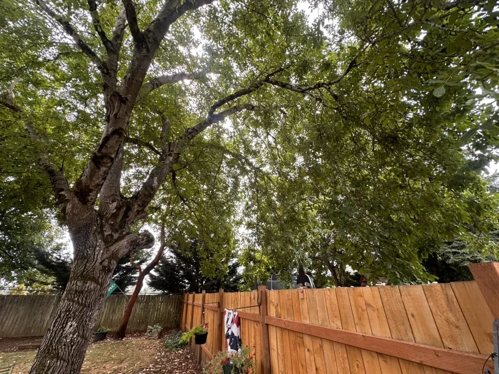 Reliable landscaping services in Vancouver, WA by On Point Tree Service & Landscaping