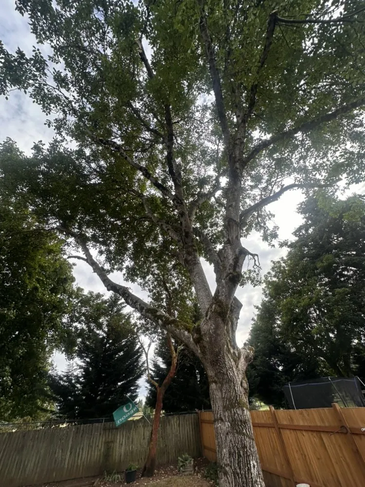 Reliable residential landscaping for beautiful yards across Vancouver, WA - On Point Tree Service & Landscaping