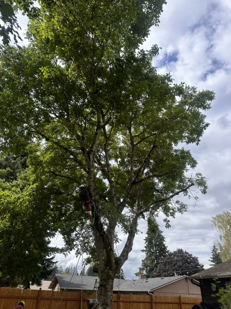 Local landscape design for residential properties in Vancouver, WA by On Point Tree Service & Landscaping