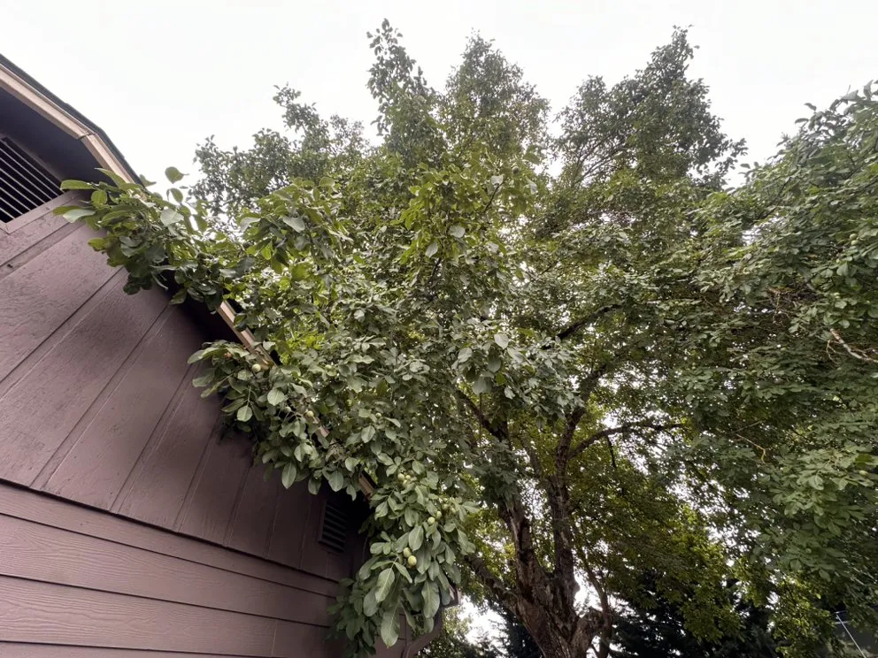 Local yard cleanup service in Vancouver, WA - On Point Tree Service & Landscaping