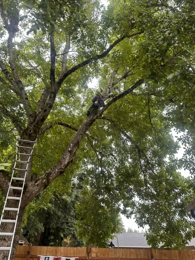 Reliable lawn care service experts serving Vancouver, WA - On Point Tree Service & Landscaping