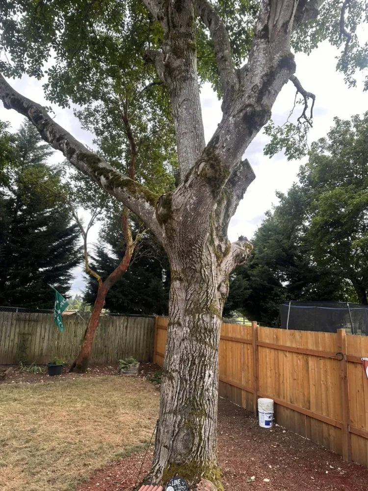 Expert landscaping services for beautiful yards across Vancouver, WA - On Point Tree Service & Landscaping