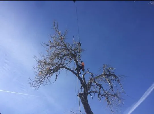 On Point Tree Service & Landscaping Logo