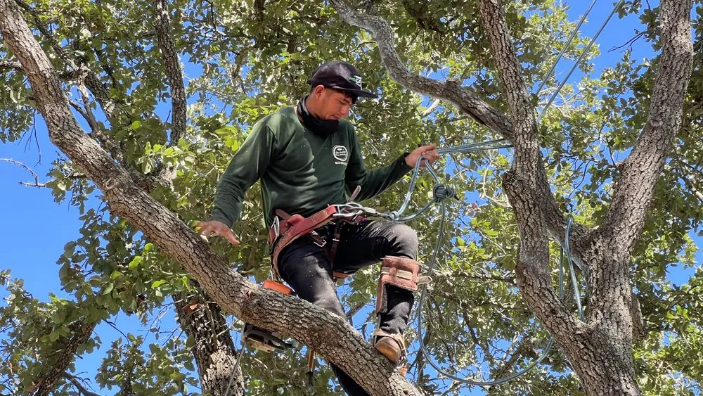 Top-rated lawn mowing service with custom design in Katy, TX by On Point Tree Service