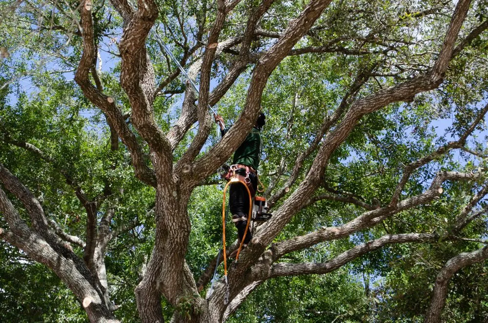 Trusted yard cleanup service experts serving Katy, TX - On Point Tree Service