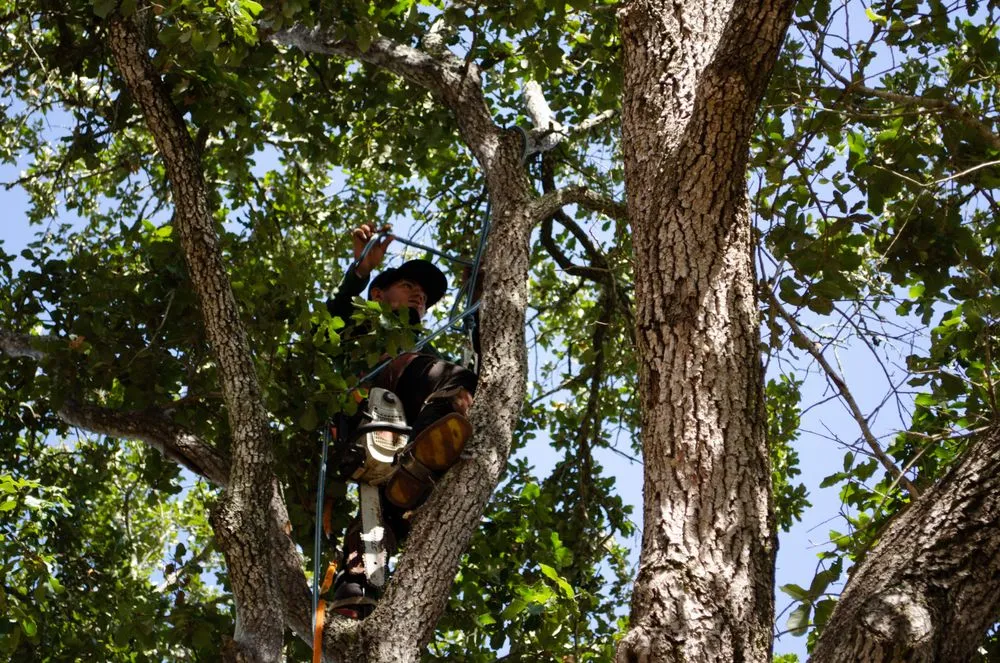 Expert landscape installation in Katy, TX - On Point Tree Service