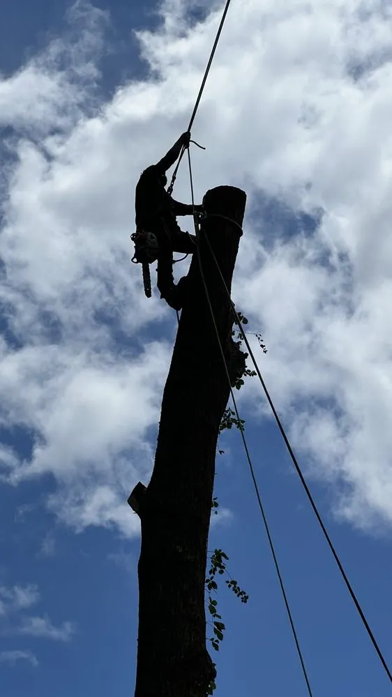 Expert residential landscaping for outdoor upgrades in Katy, TX by On Point Tree Service