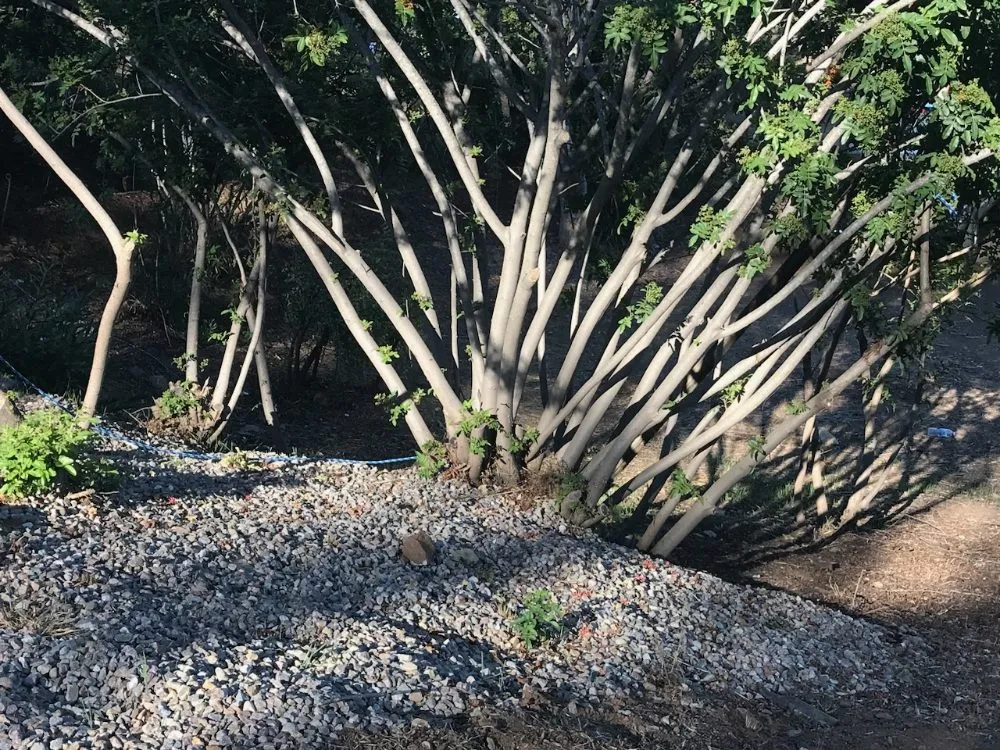 Local garden landscaping in Olympia, WA by On The Dot Hauling