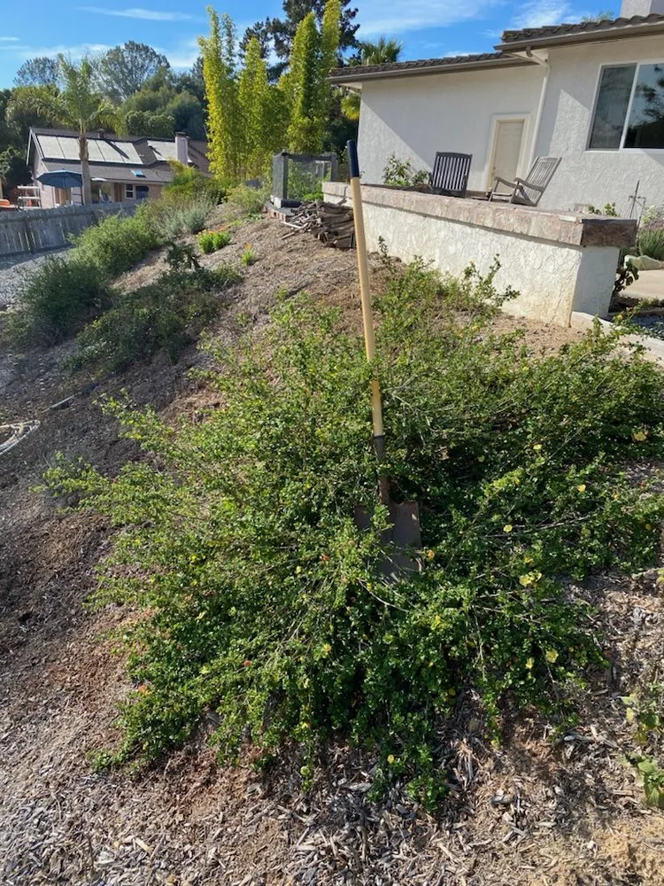 Trusted yard cleanup service in Olympia, WA - On The Dot Hauling