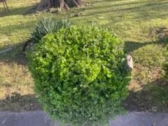 Top-rated lawn care service for year-round maintenance in Little Rock, AR by On The Go Lawn and Detailing