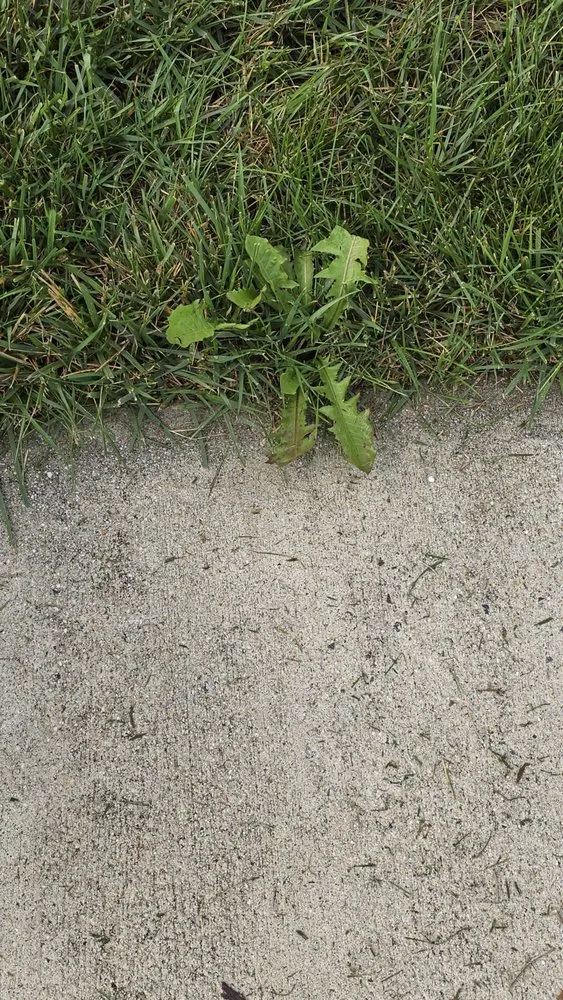 Top-rated residential landscaping for beautiful yards across Gambrills, MD - On The Green