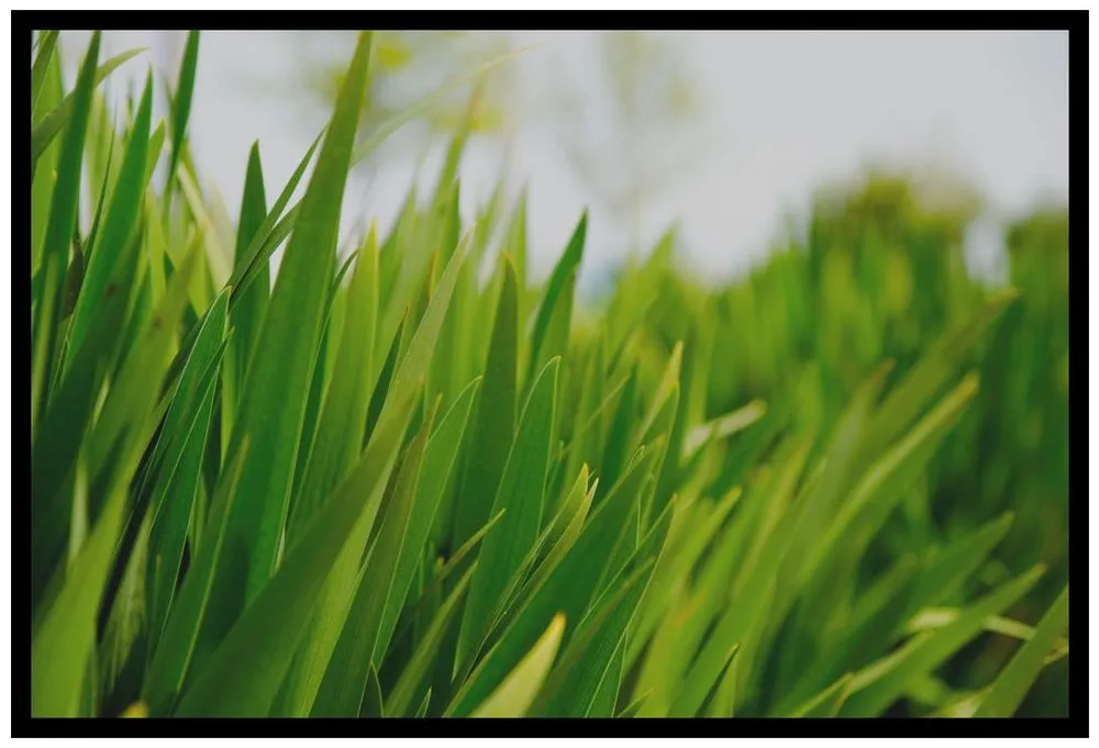 Professional landscape design for homes in Gambrills, MD by On The Green