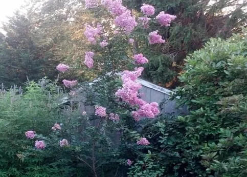 Reliable lawn mowing service near you in Wakefield, RI by On The Green Side