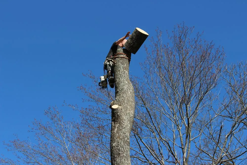 Top-rated landscape design for homes across Roxbury Township, NJ - On the Side Tree