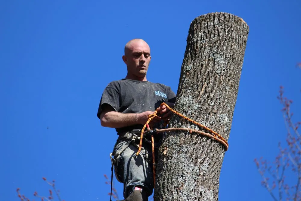Top-rated lawn mowing service in Roxbury Township, NJ by On the Side Tree