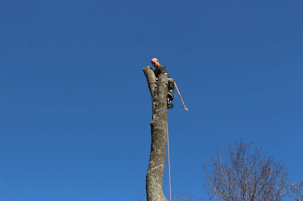 Reliable residential landscaping in Roxbury Township, NJ by On the Side Tree