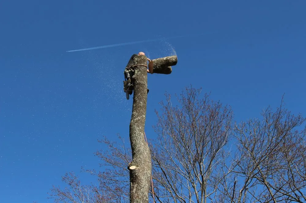 Local landscaping services in Roxbury Township, NJ by On the Side Tree
