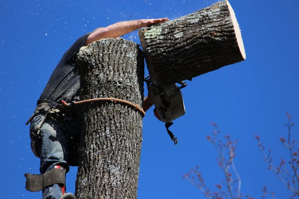 Affordable yard cleanup service experts serving Roxbury Township, NJ - On the Side Tree