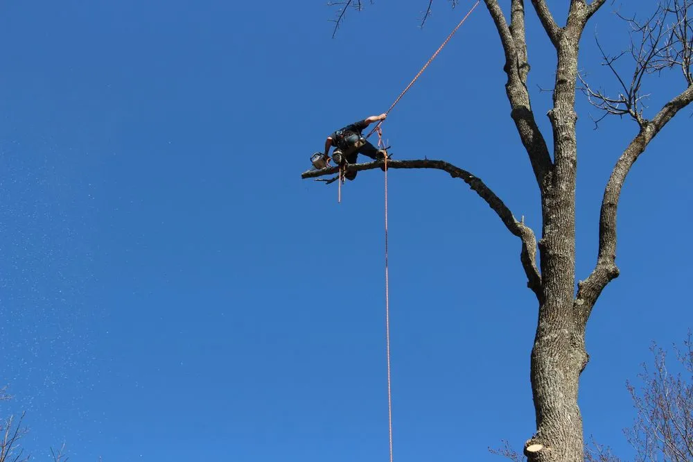 Reliable landscaping services in Roxbury Township, NJ by On the Side Tree