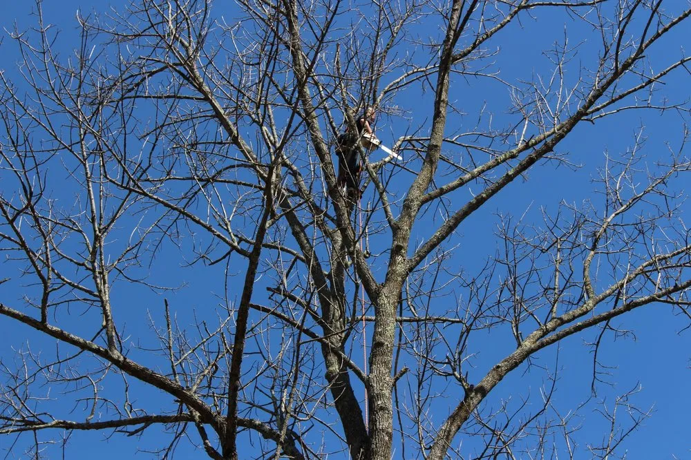 Reliable yard maintenance in Roxbury Township, NJ - On the Side Tree