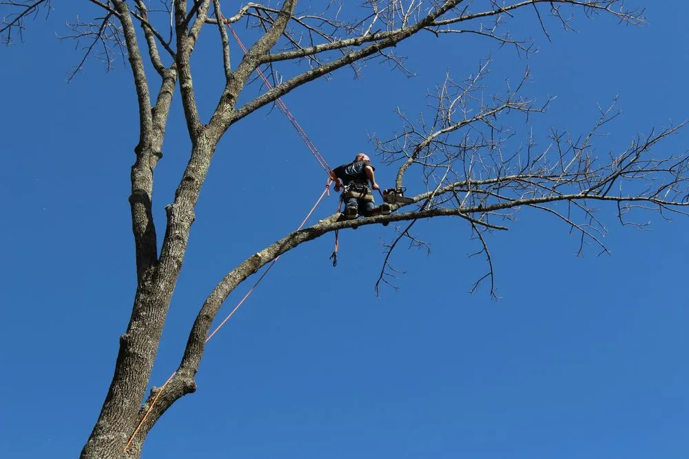 Professional landscaping services experts serving Roxbury Township, NJ - On the Side Tree