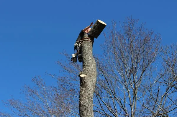 On the Side Tree Logo