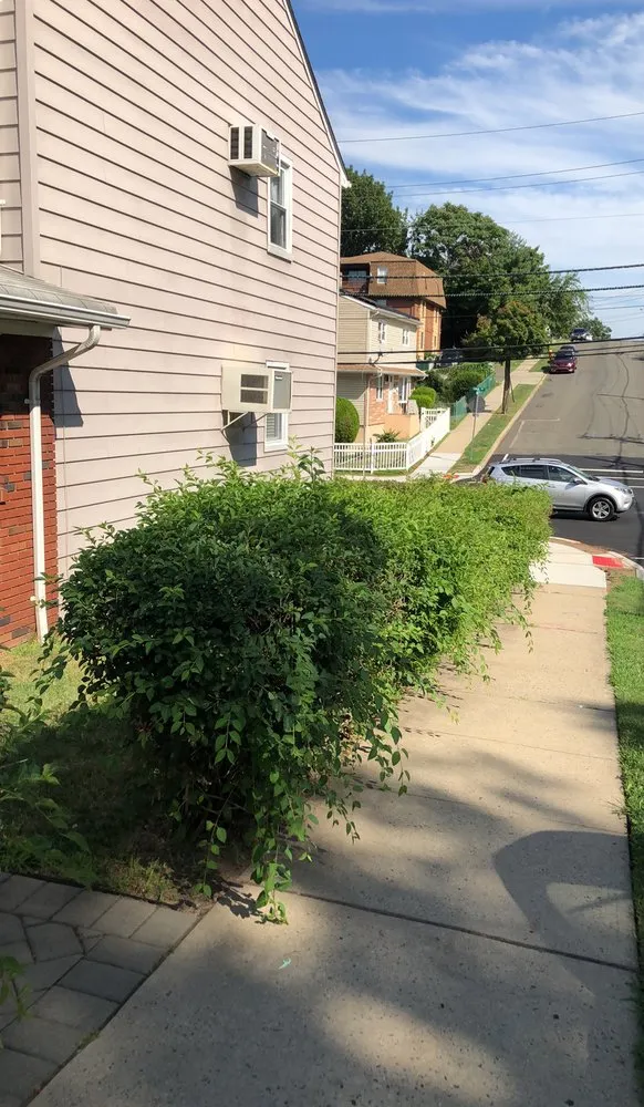 Top-rated yard cleanup service experts serving Newark, NJ - On Thee Move