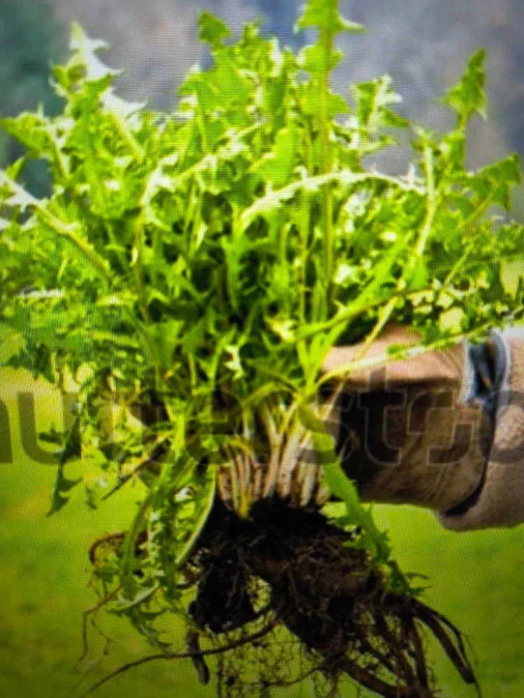 Affordable outdoor landscaping experts serving Madison, WI - On Time Helping Hands