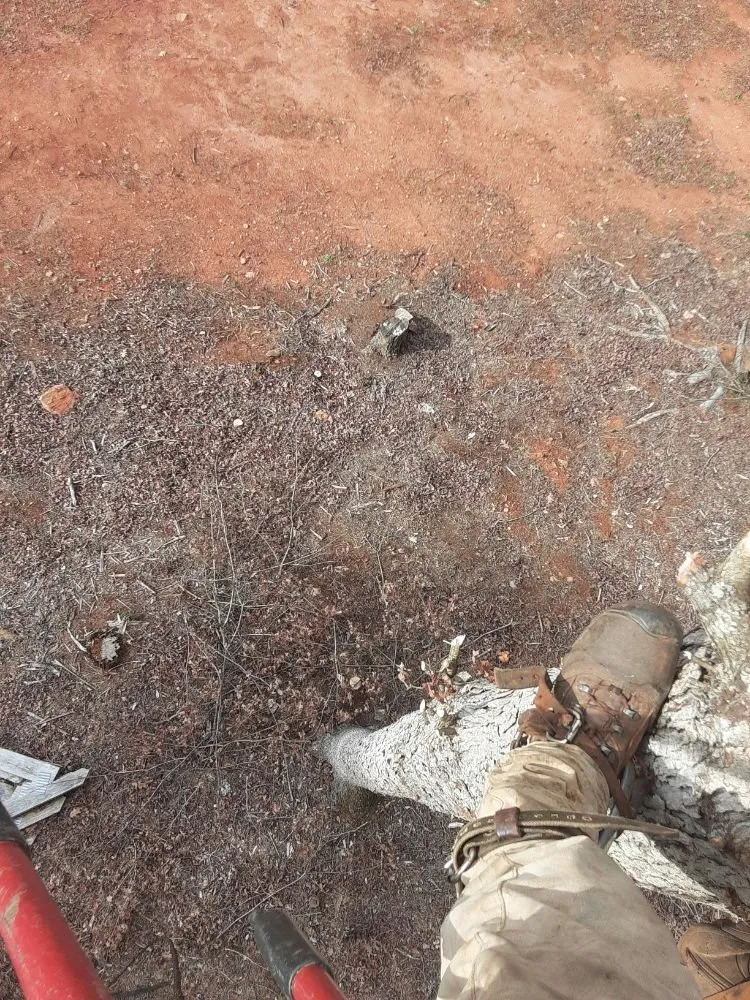 Local landscaping services in Greenville, SC - On time landscaping