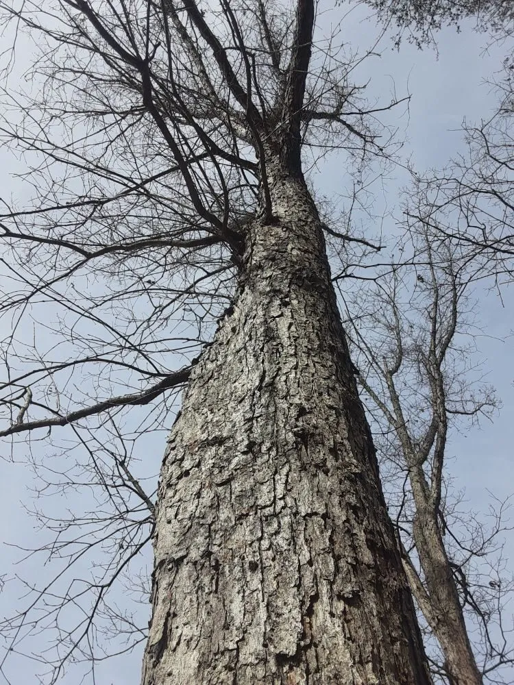 Affordable landscape installation for beautiful yards across Greenville, SC - On time landscaping