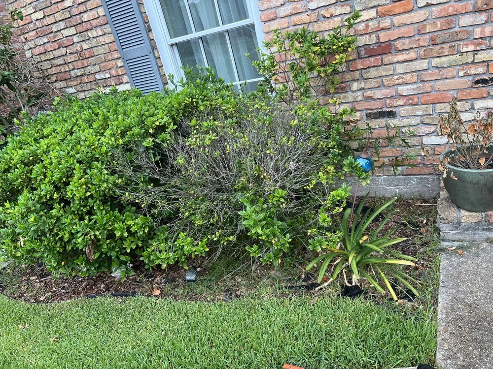 Reliable yard cleanup service for beautiful yards across River Ridge, LA - On Time Lawn Services