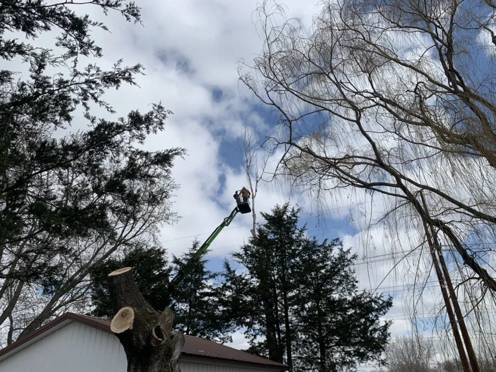 Professional yard maintenance in Rosemount, MN by On Time Tree Service