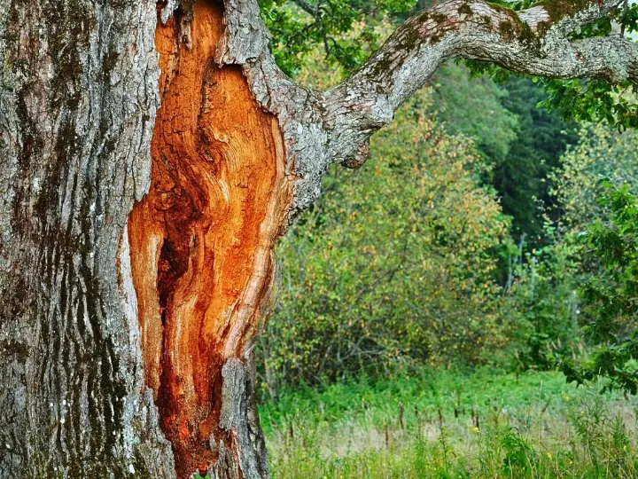 Top-rated landscaping services experts serving Rosemount, MN - On Time Tree Service