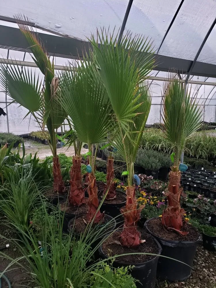 Top-rated lawn mowing service in Keller, TX by One Awesome Dad