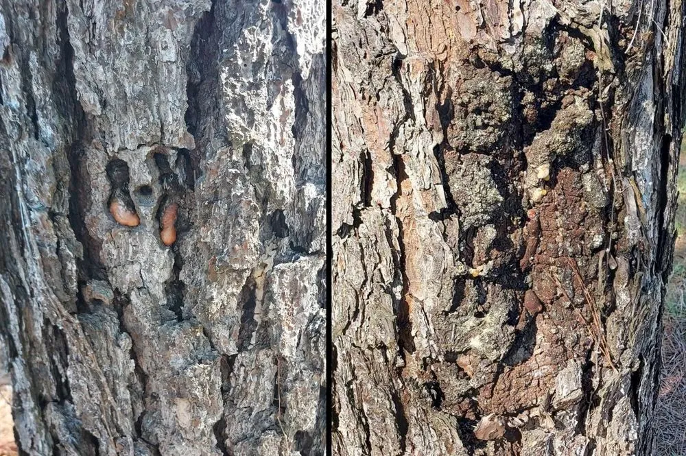 Top-rated residential landscaping near you in Franklinton, LA by One Call Saw Works