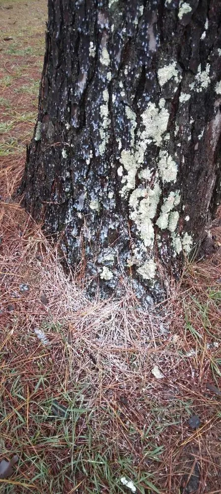 Custom garden landscaping for year-round maintenance across Franklinton, LA - One Call Saw Works