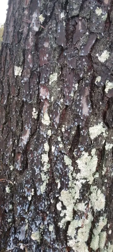 Affordable garden landscaping in Franklinton, LA by One Call Saw Works