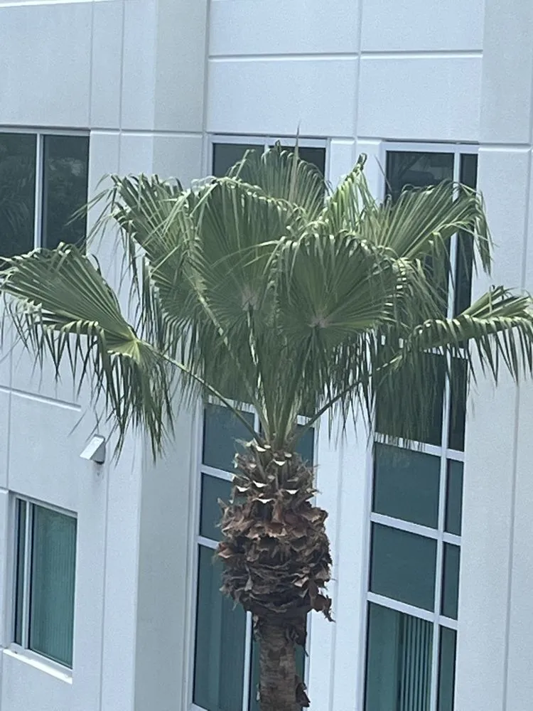 Local outdoor landscaping experts serving West Palm Beach, FL - One Clean Services