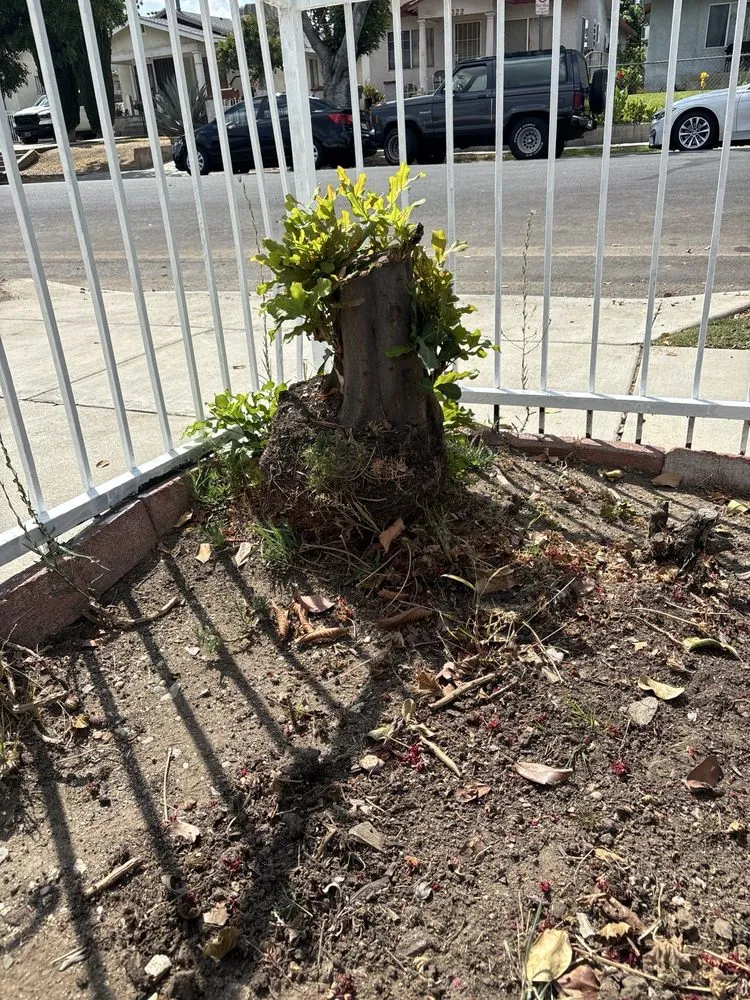 Professional yard maintenance near you in Los Angeles, CA by One Day Tree service