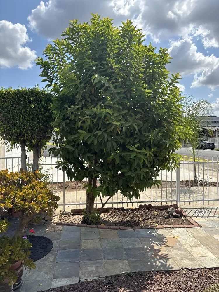 Trusted landscape installation experts serving Los Angeles, CA - One Day Tree service