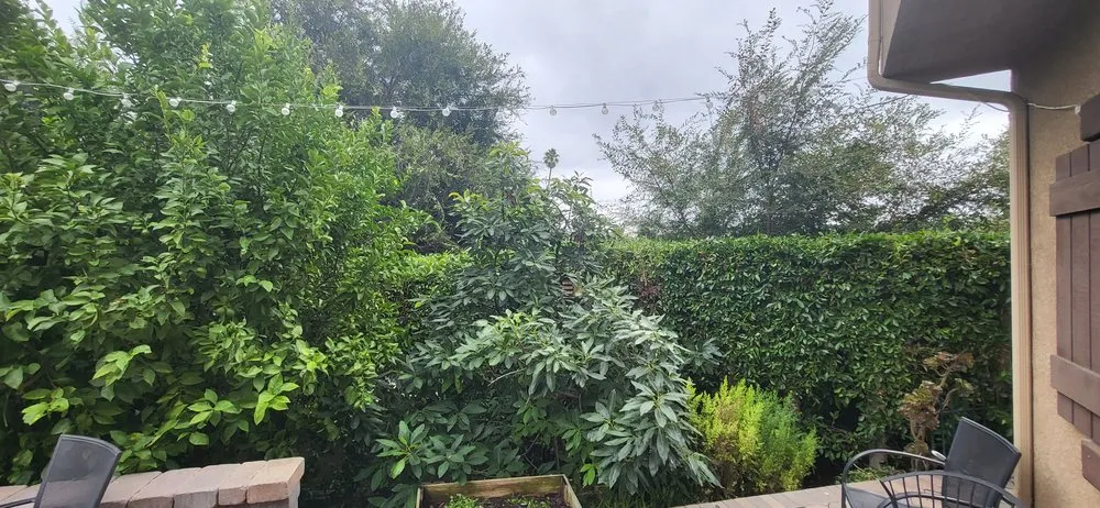 Expert yard maintenance in Los Angeles, CA - One Day Tree service