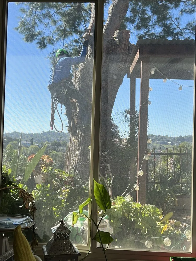 Top-rated landscape installation experts serving Los Angeles, CA - One Day Tree service