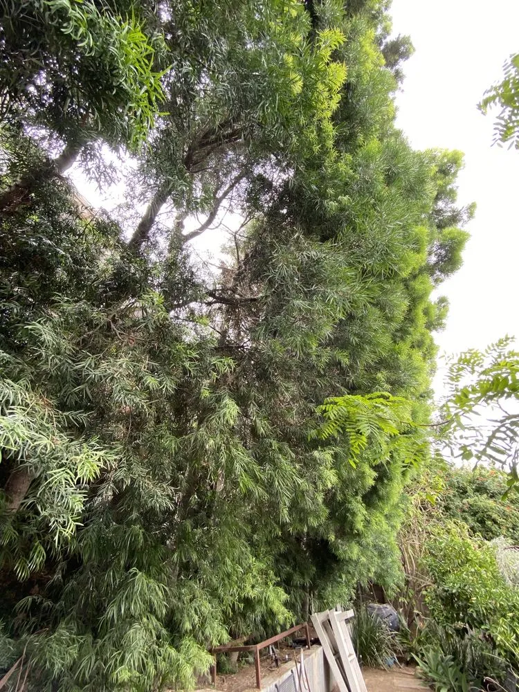 Custom landscape design for homes in Los Angeles, CA by One Day Tree service