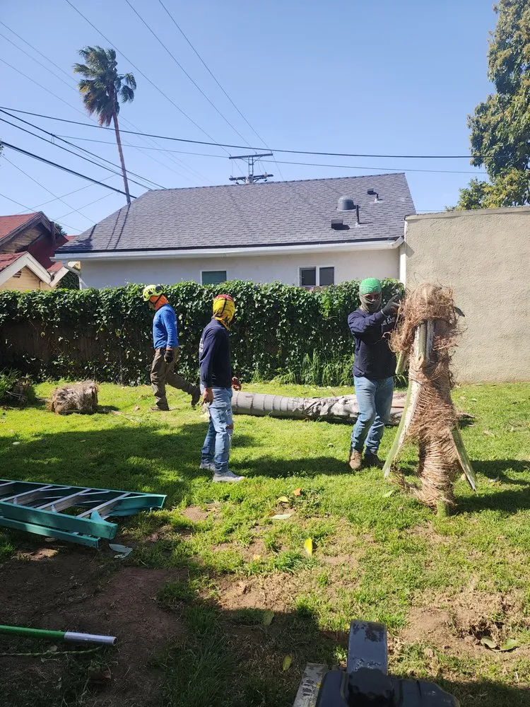 Expert yard maintenance in Los Angeles, CA by One Day Tree service