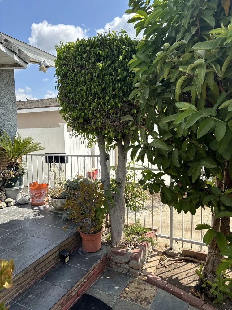 Custom lawn care service for residential properties in Los Angeles, CA by One Day Tree service