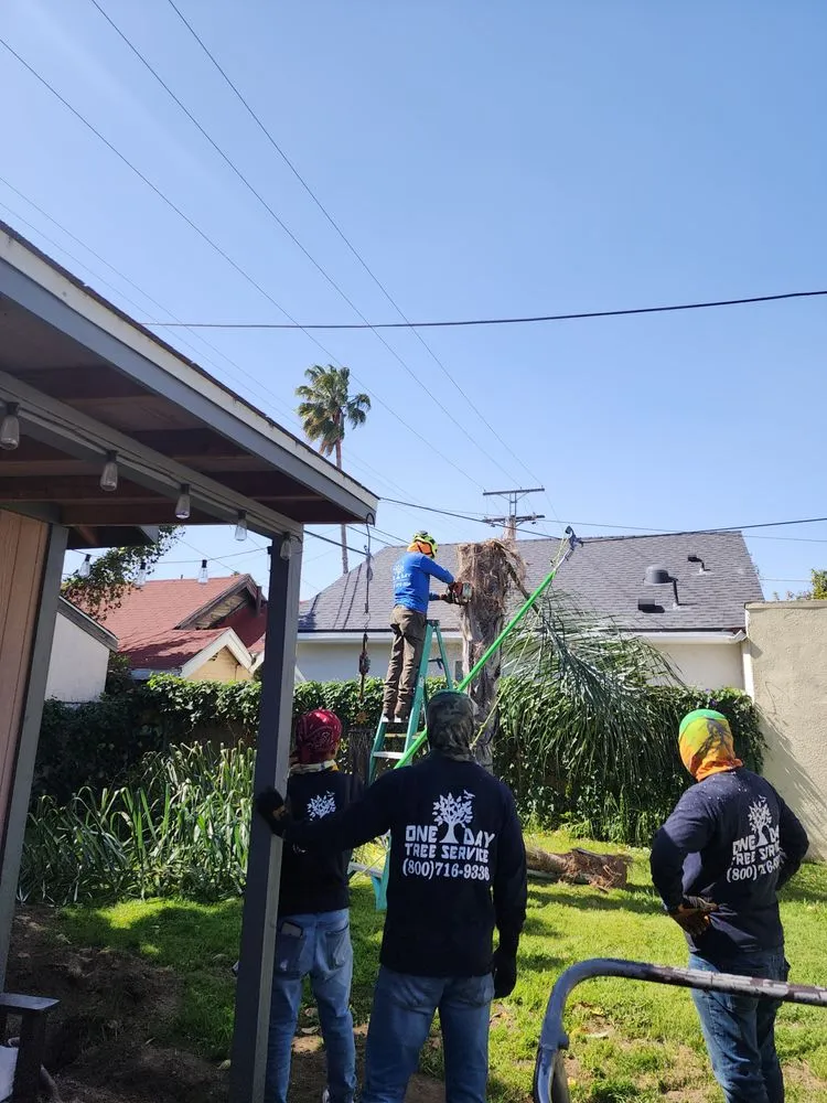 Reliable outdoor landscaping near you in Los Angeles, CA by One Day Tree service